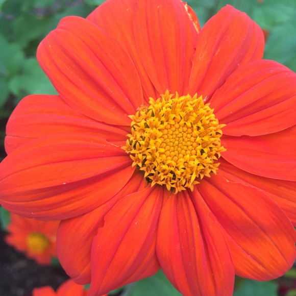 Meet your Posher, Susan - Picture 1 of 1